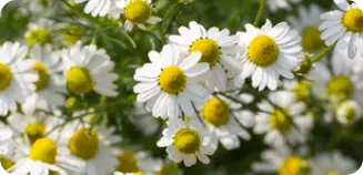 chamomile